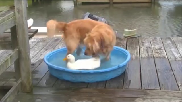 The Dog and the Duck are the best friends !