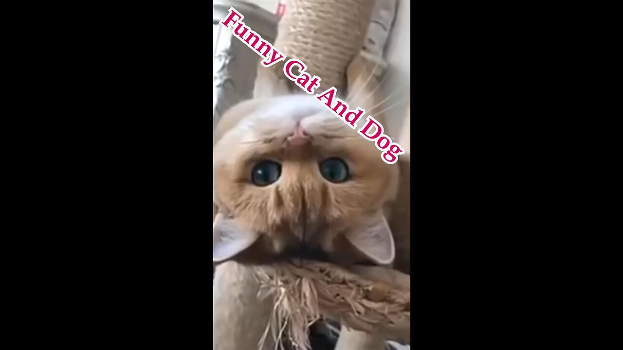 Funny Cat and Dog