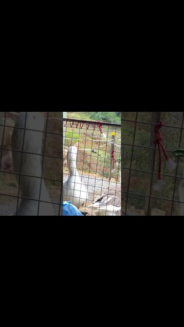 Edwin the goose bullies Henry the dog Part I