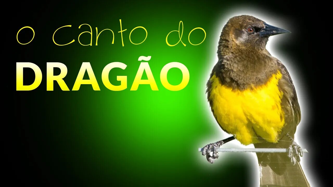 DRAGÃO | Pássaros Cantando na Natureza ao Amanhecer | Vida no Campo