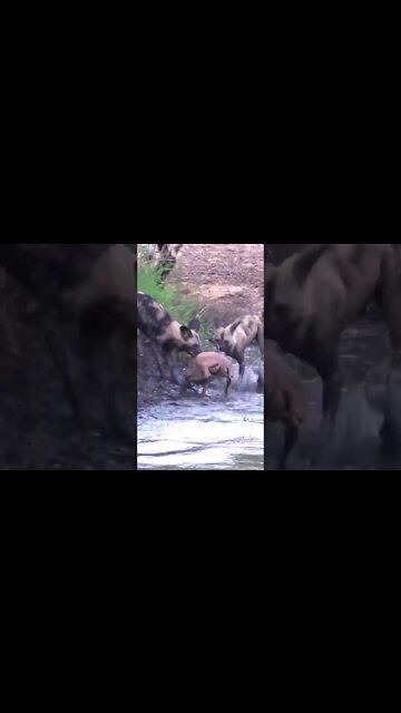 Unlucky Impala | #giveityourbestshort | #shorts