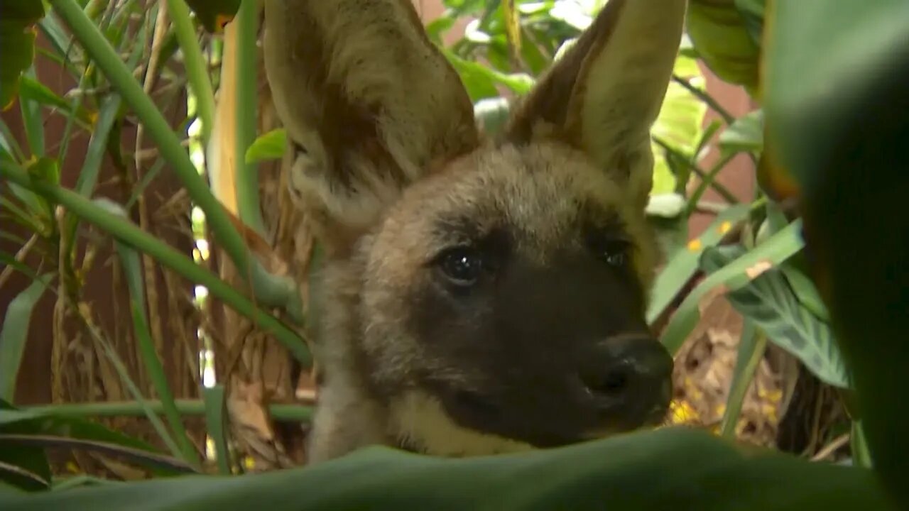 Novos moradores: centro de biodiversidade em Ipatinga ganha três Lobos-Guará