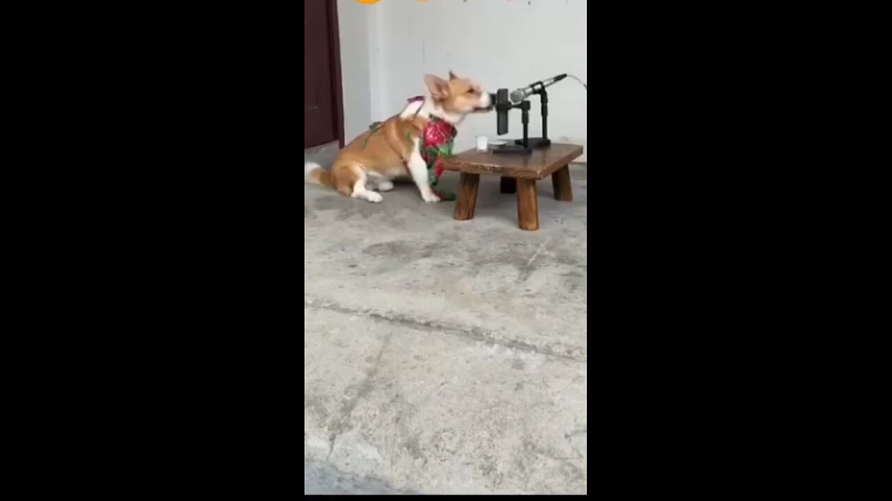 funny song dog singing and roast by king kong