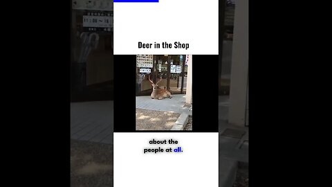 deer in the shop #shorts #ytshorts