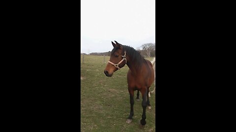 Round Pen For The Horses Is Finally Complete!