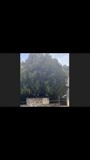 Five Thousand Year Old Yew Tree - HaloRockNews