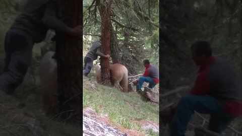 Rescuing a horse ! 😬😳