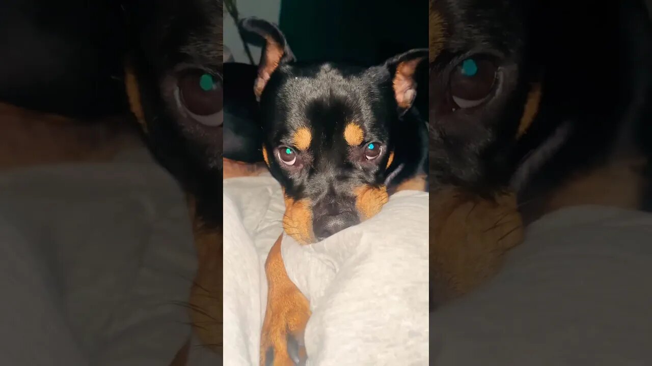 Rottweiler 🐶 #asmr