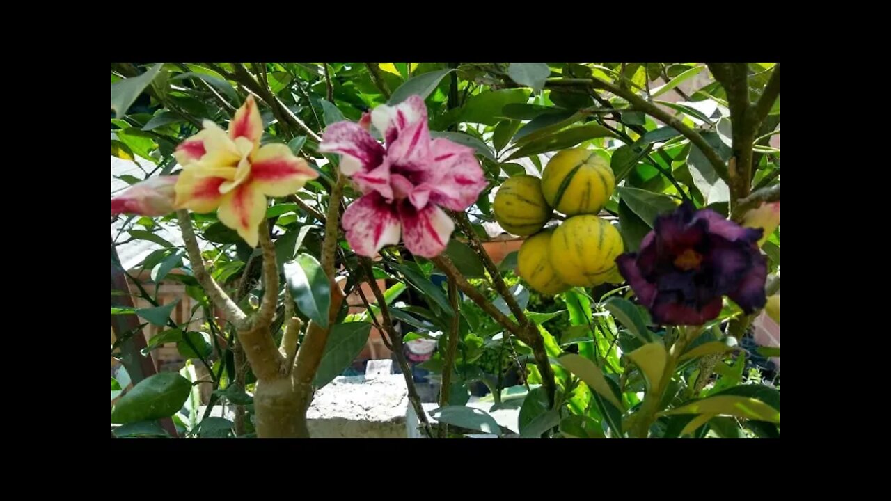 com esse adubo sua rosa do deserto e frutíferas vão bombar de flores e frutos