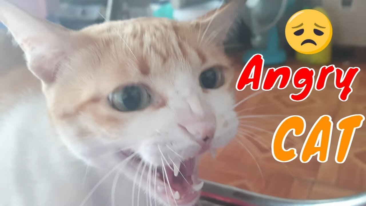 Big Cat Reacts Angry and Attack Cameraman When Being Filmed | Viral Cat