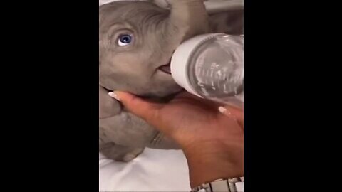 🥰Cute Little Elephant drinking milk | Cute moment 🥰