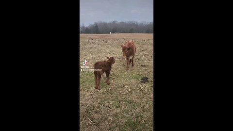 Baby bull calf with big sister Swiss.