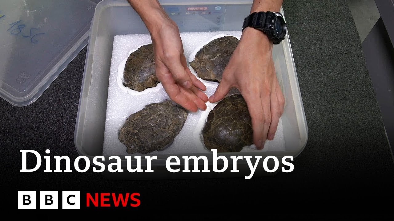 Inside Portugal's dinosaur embryo discovery - BBC News