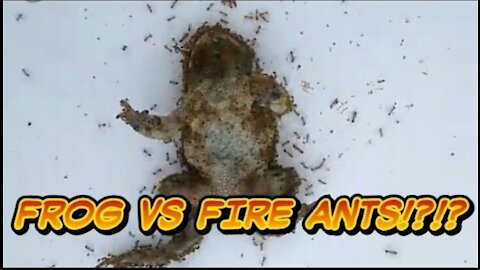 Frog Vs Extreme Fire Ants! - Animal Timelapse