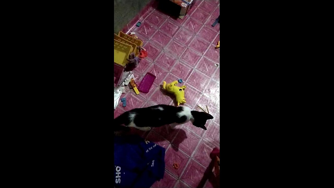 cat πΊπ is playing solo