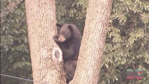 Large black bear on the loose in Northeast DC