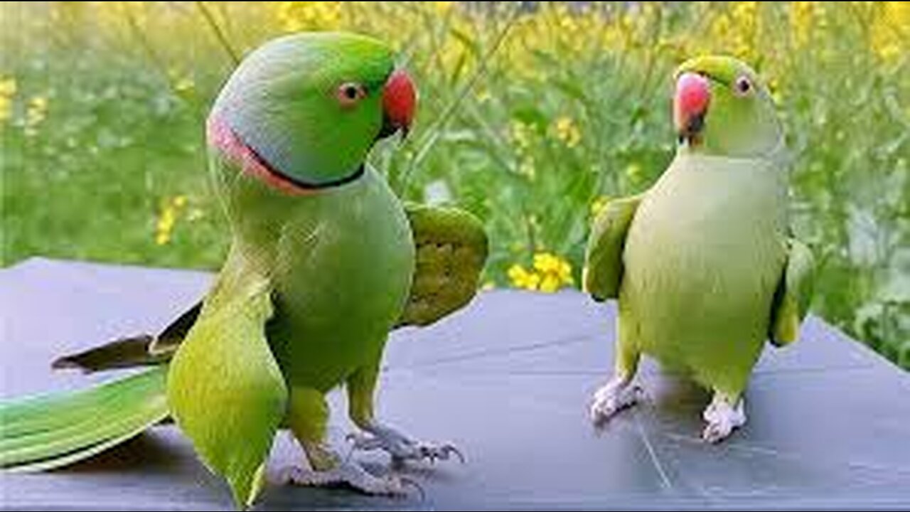 😍Ringneck parrot video Compilation