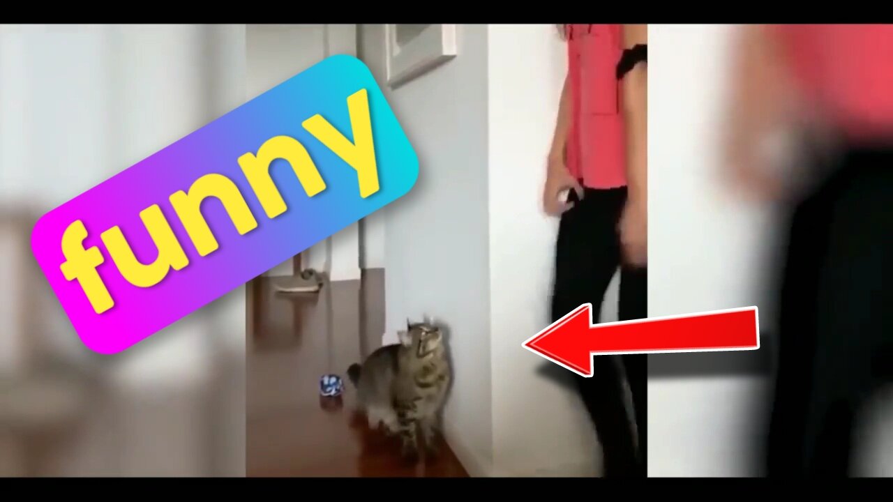 Funny clip of animals