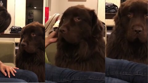 Funny Dog : Big Dog Is Having None Of His Owner's Apologies