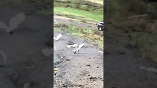 Guinea fowl flying in slow motion