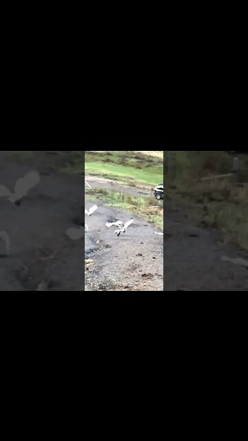 Guinea fowl flying in slow motion