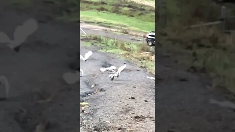 Guinea fowl flying in slow motion