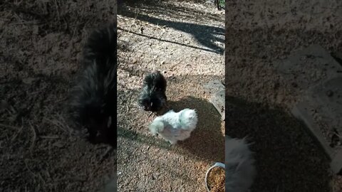Some Silkies