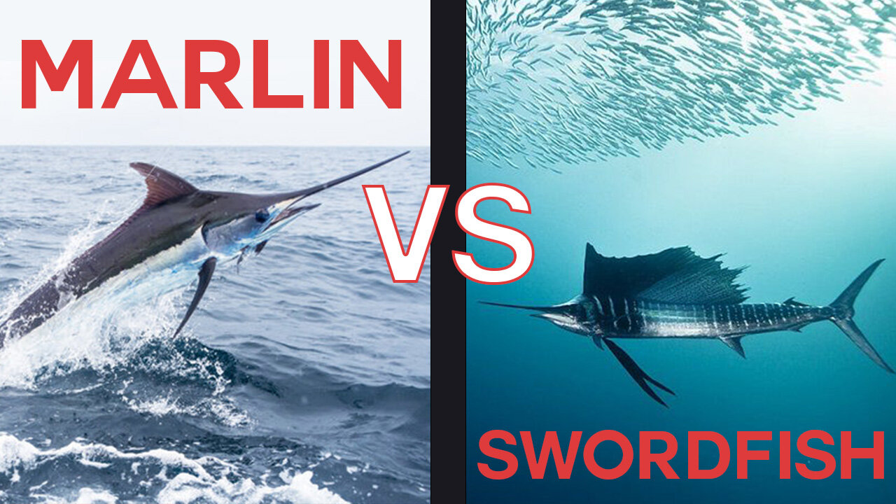 Marlin Vs Swordfish: What's the Difference?