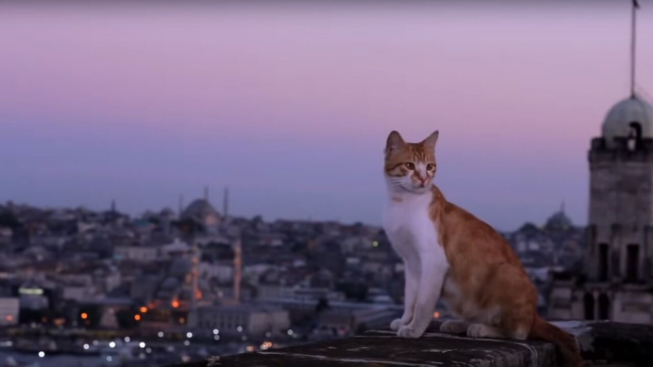 Cats are kings in İstanbul || cat video 🐱