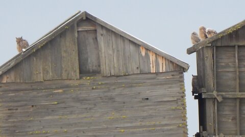 Great Horned Owls in the Rain