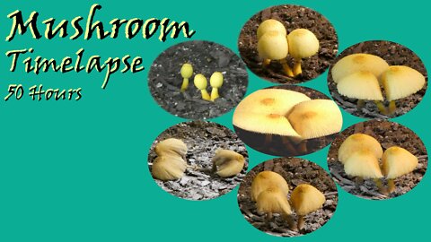 Mushroom Timelapse - 50 hours
