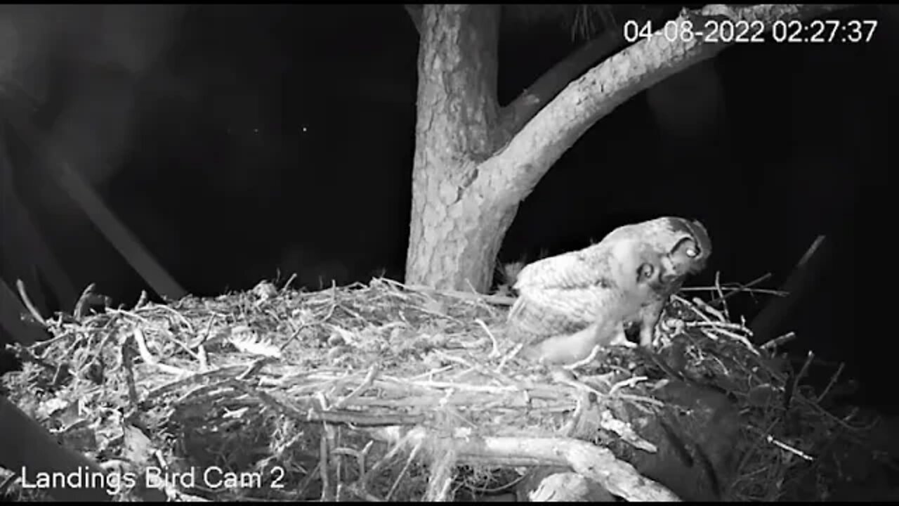 An Early Morning Snack 🦉 4/8/22 02:26