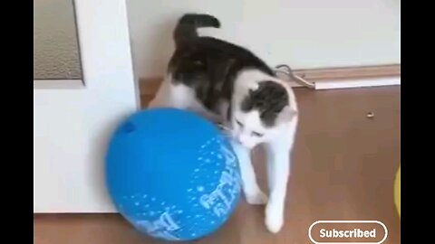 funniest cute cats😻🤣 Amazing video