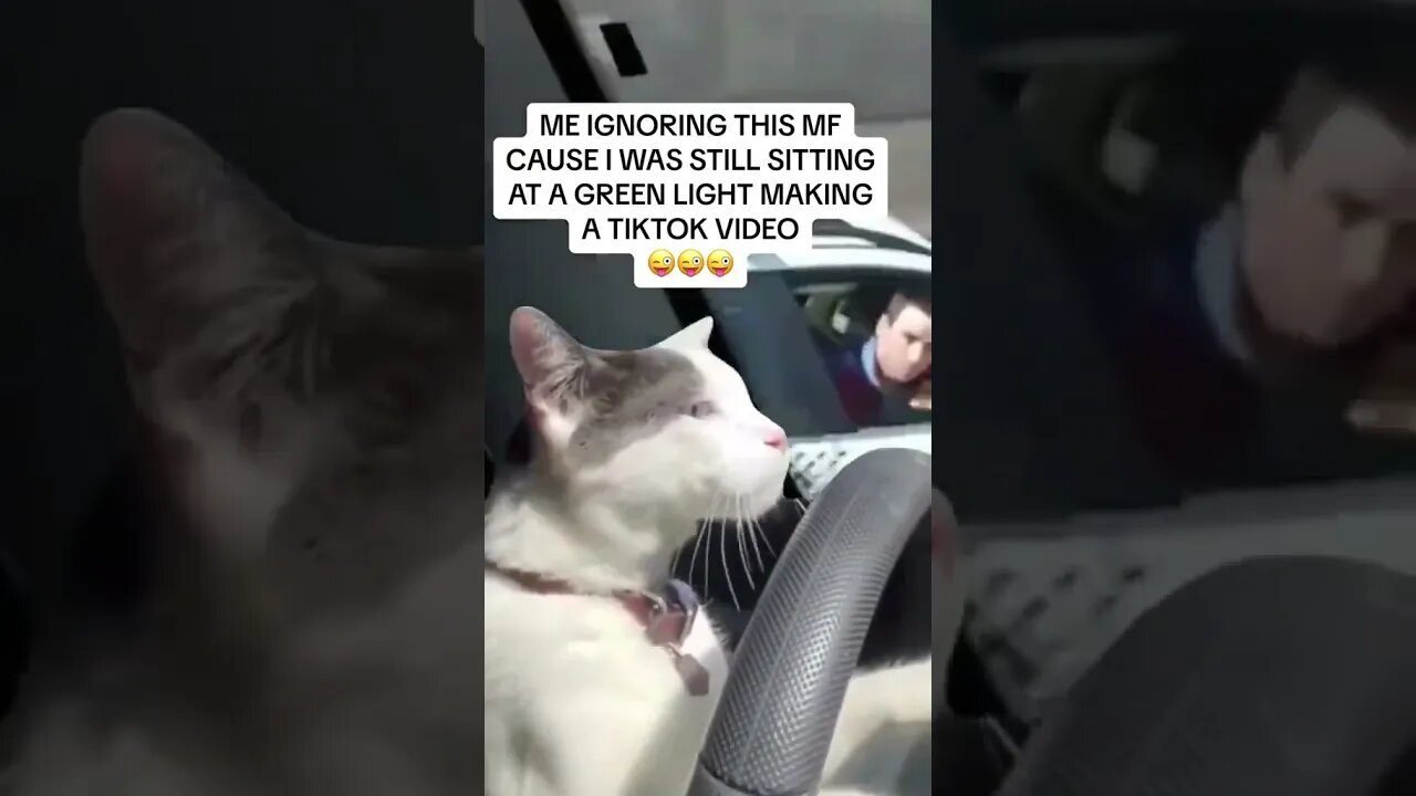 Boy gone on!! #drivingcat #catdriving #catmemes #fyp #fypシ #capcut #youtubeshorts