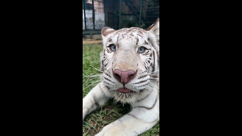 tiger cat
