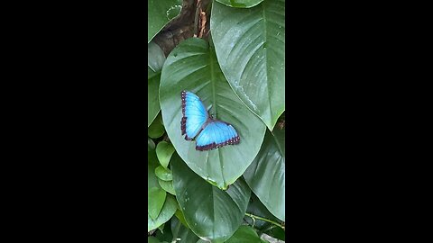 The Butterfly House Chesterfield, Mo 2023 0823