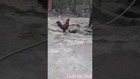 the rooster is looking for its mate