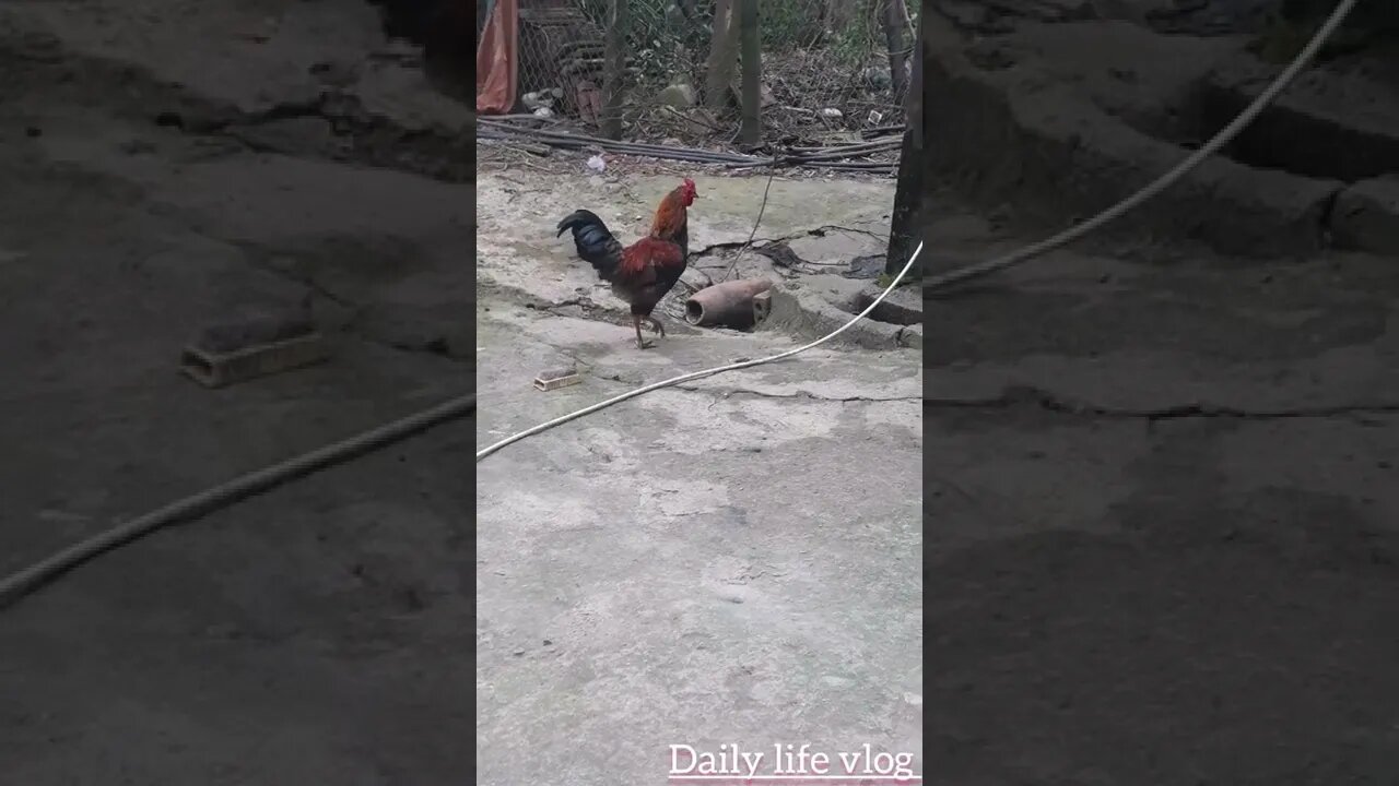 the rooster is looking for its mate