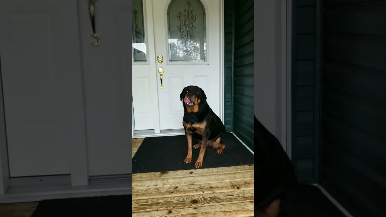 Whispering My Rottweilers Name 😄 #rottweiler #shorts