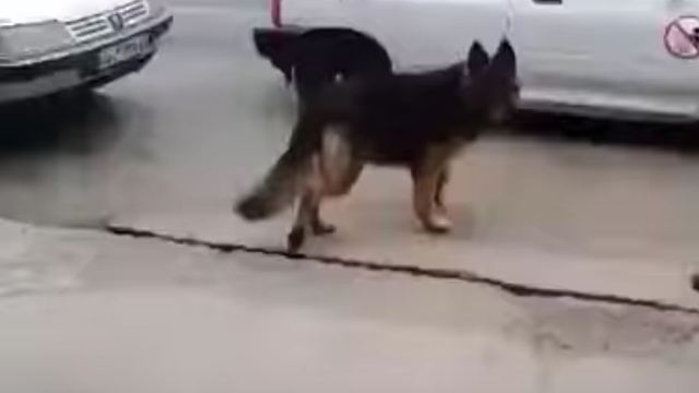 Dog trained how to work a door handle and climb into back of car on its own