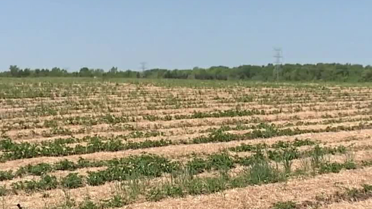 Dry weather in May is hitting some Michigan strawberry growers hard