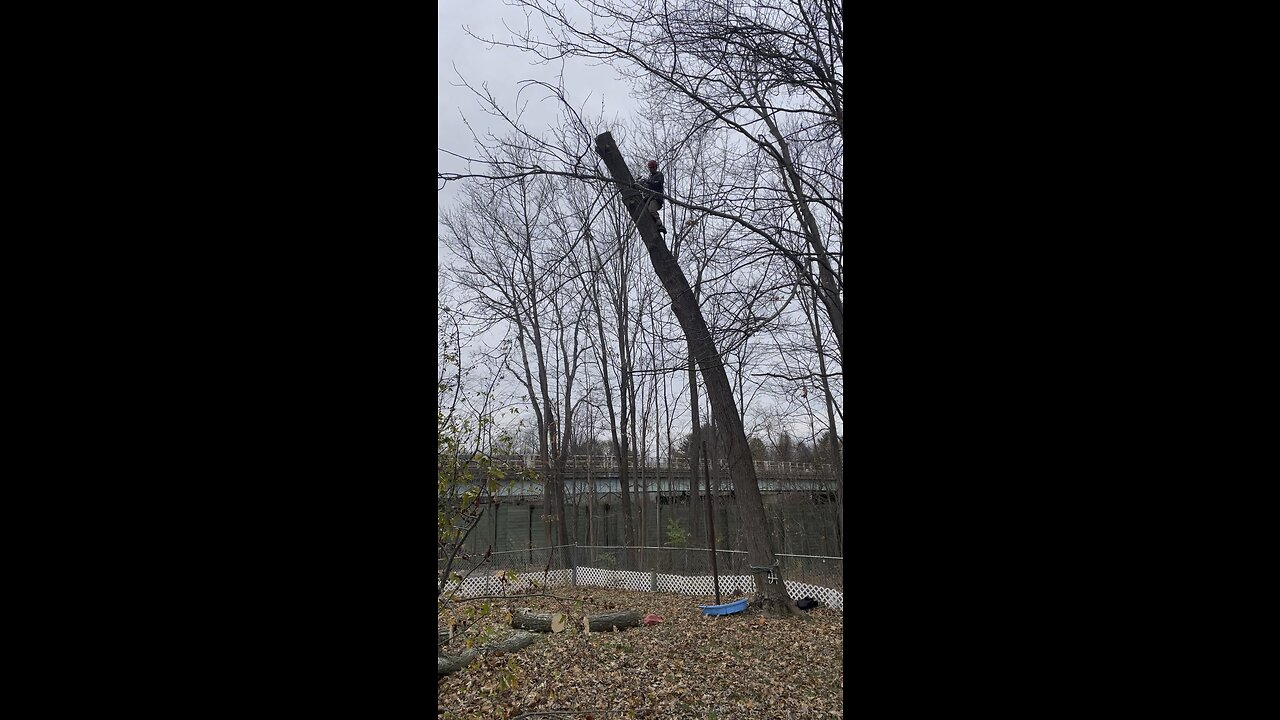 Blocking down￼ a maple.