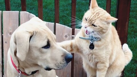 Cats vs Dogs Fighting - Funny Cats and Dogs Compilation || PETASTIC 🐾