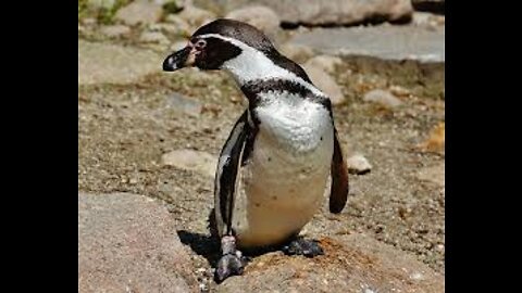 Baby Pinguin Falls Through a Hole in the ICE! | Cute Funny Penguin Fails