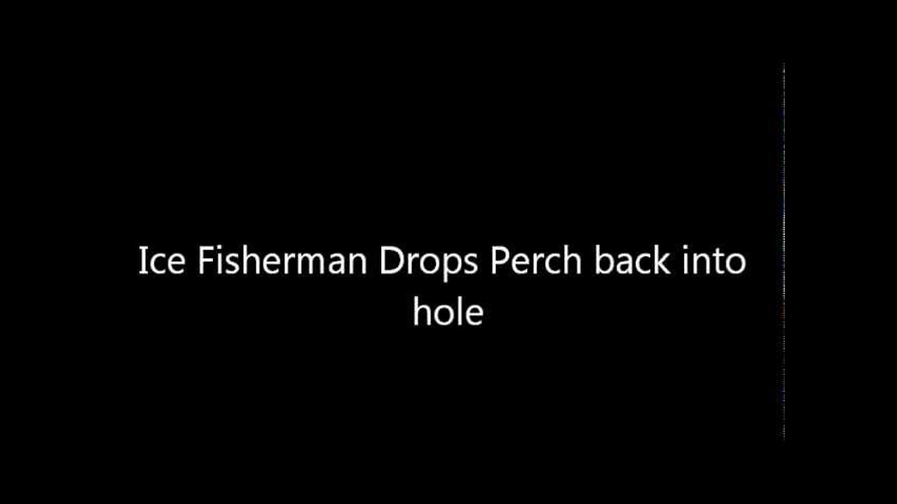 Ice Fisherman Drops Perch back Down the Hole