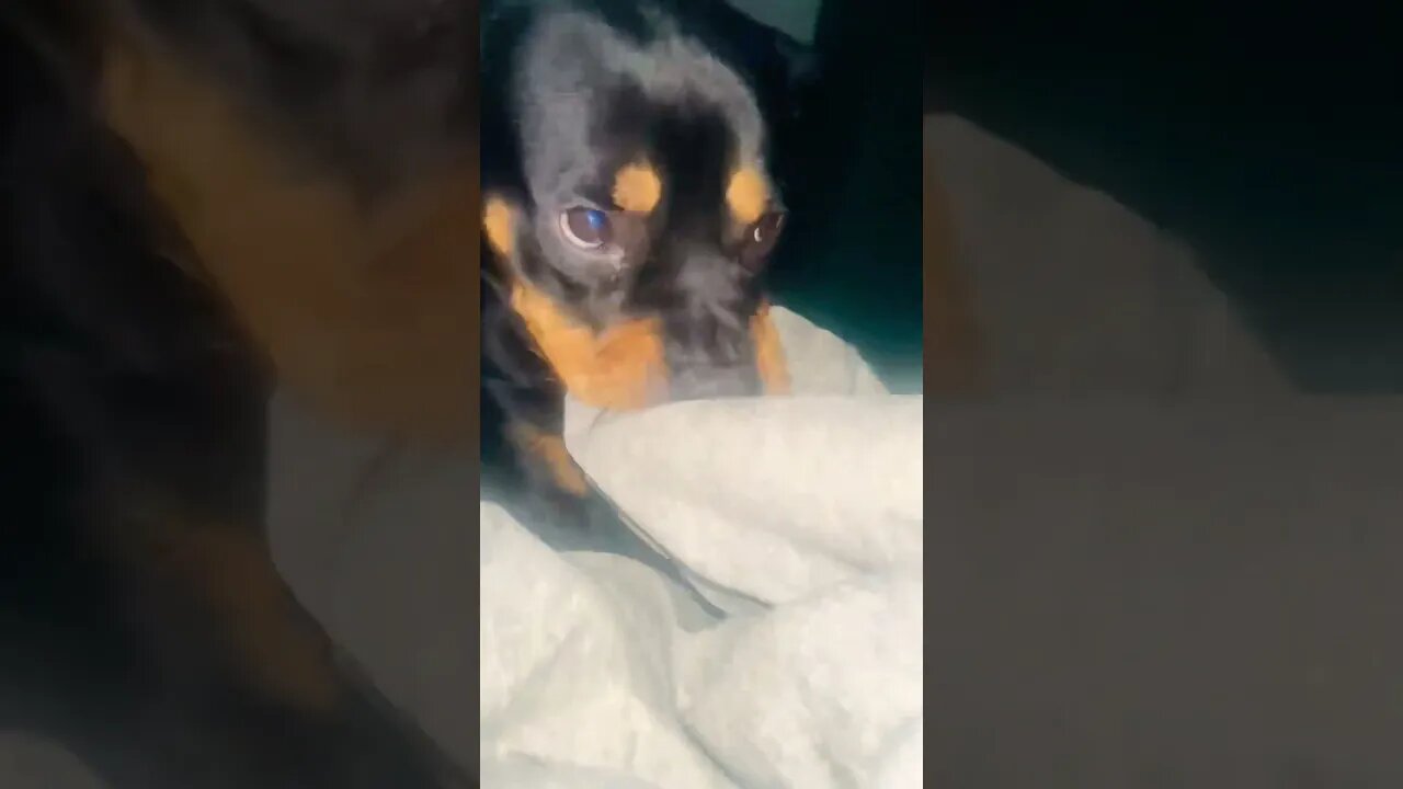 Rottweiler #asmr #asmreating #asmrsounds #viral #trending