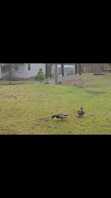 Camino ignores the ducks