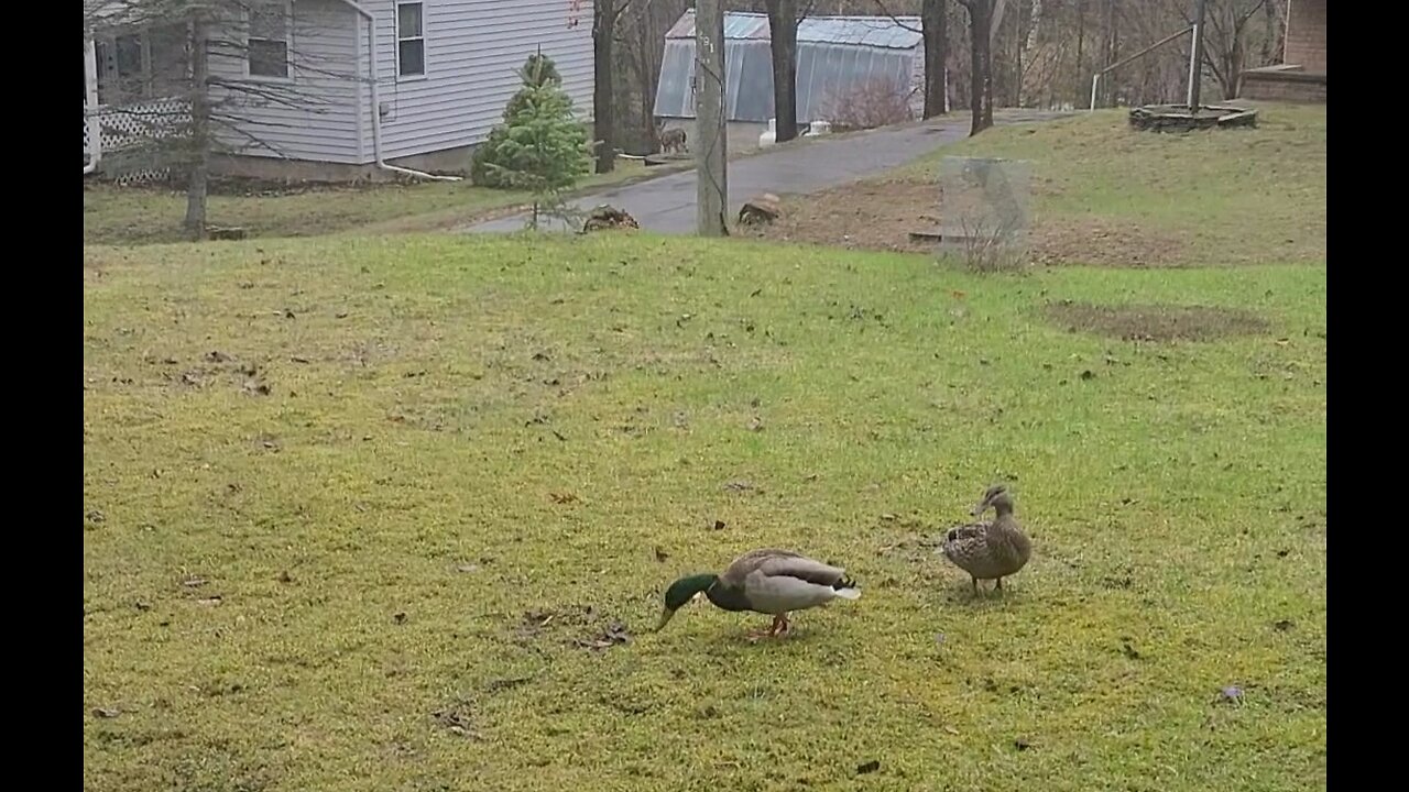 Camino ignores the ducks