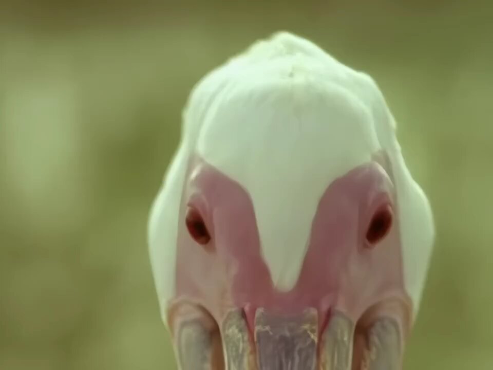 challenged to a buel of bird calls, to restore honour.