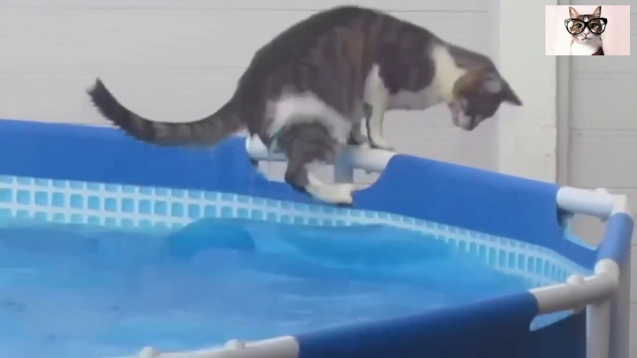 CRAZY CATS FALLING WATER, FUNNY CATS!!